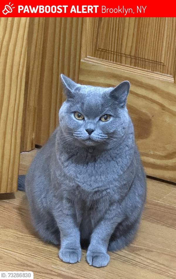 Lost Female Cat last seen Near 68st Brooklyn 11204, Brooklyn, NY 11204