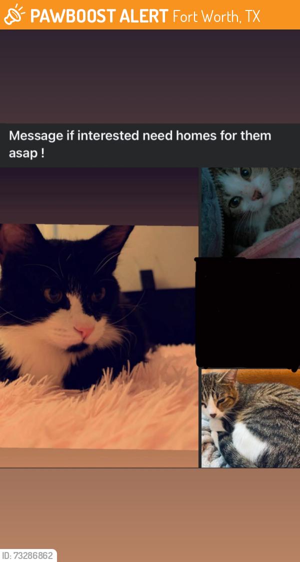 Found/Stray Female Cat last seen apmt complex, Fort Worth, TX 76116