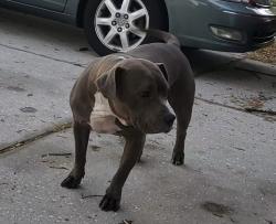 Reunited Female Dog last seen Bigbend, Riverview, FL 33579