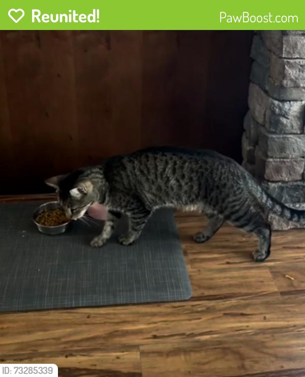 Reunited Male Cat last seen Near 167A Street HOME was last seen., Surrey, BC V4N 5E7