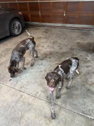 Reunited Male Dog last seen 86th & Oaklandon, Indianapolis, IN 46236