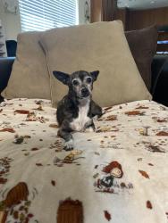 Found/Stray Female Dog last seen Fossil Ridge High School, Fort Worth, TX 76244