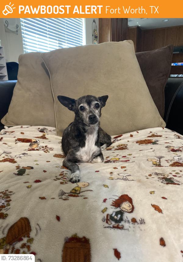 Found/Stray Female Dog last seen Fossil Ridge High School, Fort Worth, TX 76244