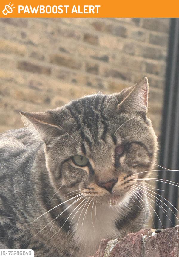 Found/Stray Female Cat last seen Corner of glengarry road/tarbert road, Greater London, England SE22 8PZ