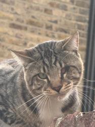 Found/Stray Female Cat last seen Corner of glengarry road/tarbert road, Greater London, England SE22 8PZ