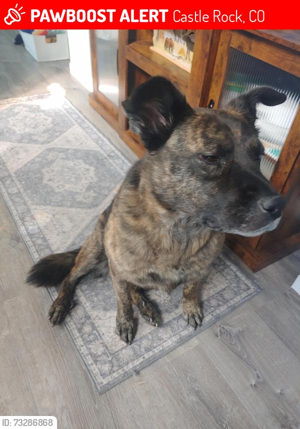 Lost Female Dog last seen Butterfield crossing, Castle Rock, CO 80109