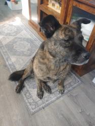 Lost Female Dog last seen Butterfield crossing, Castle Rock, CO 80109