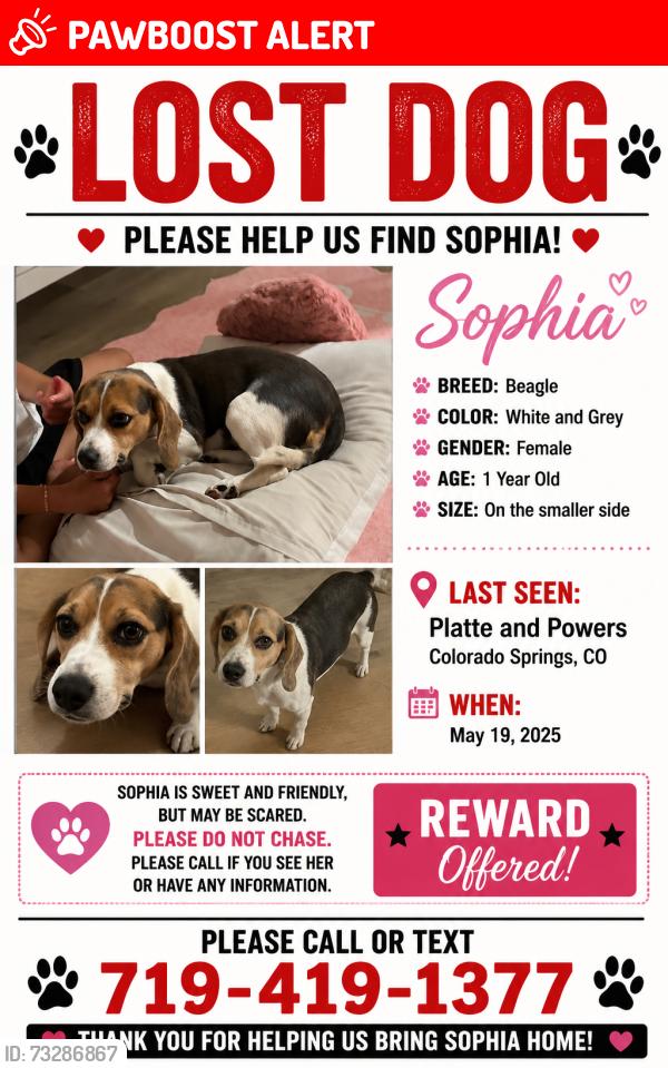 Lost Female Dog last seen Powers and Platte, Colorado Springs, CO 80916
