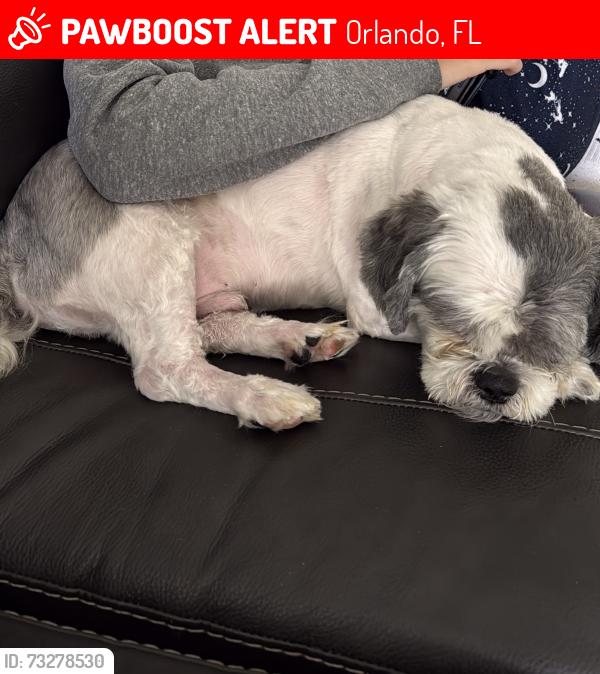 Lost Male Dog last seen Bay royal apmts 5584 E3, Orlando, FL 32822