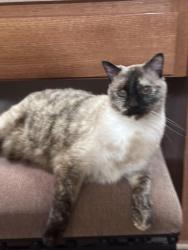 Lost Female Cat last seen Embers Ave and 198th St. W., Farmington, MN 55024