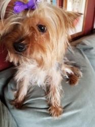 Reunited Female Dog last seen Fairway ests, off of Beville Road, Daytona Beach, FL 32114