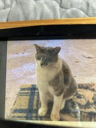 Lost Male Cat last seen Mill Crrek Road, Grayson County, TX 75076