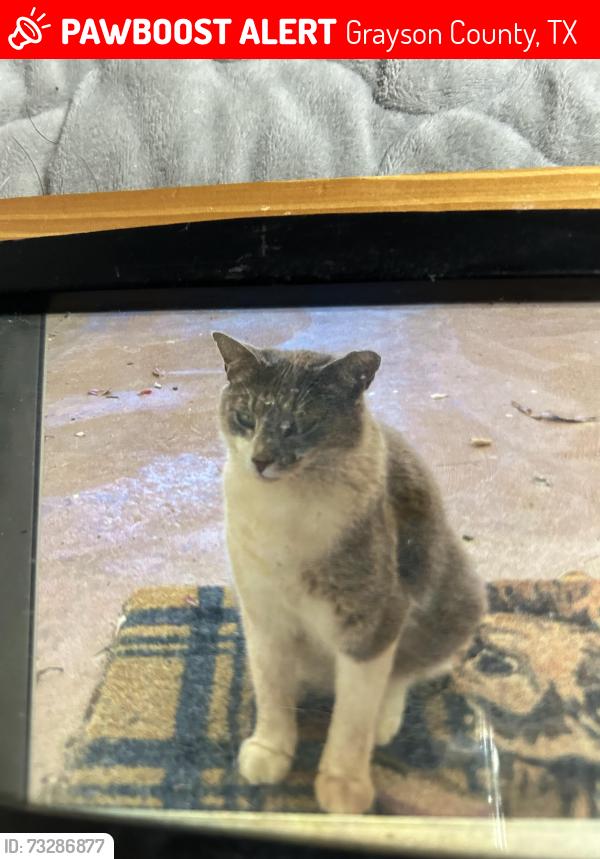 Lost Male Cat last seen Mill Crrek Road, Grayson County, TX 75076