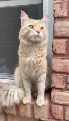 Found/Stray Male Cat last seen St. Felix avenue and Cyrpess ave., Queens, NY 11385