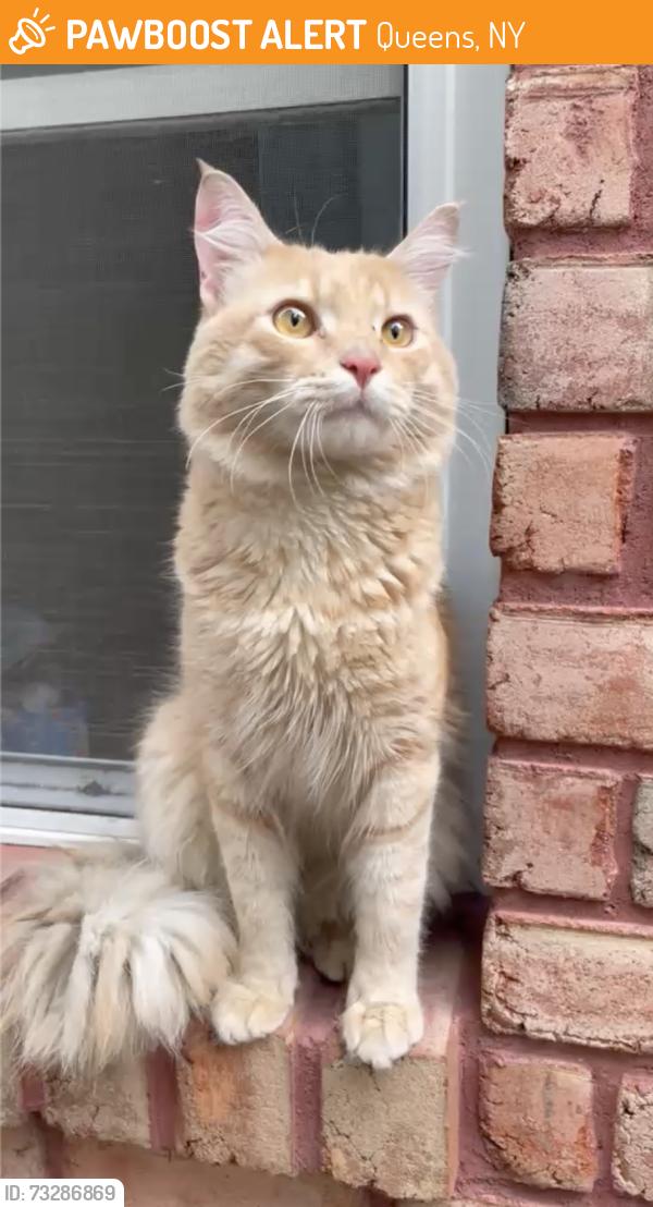 Found/Stray Male Cat last seen St. Felix avenue and Cyrpess ave., Queens, NY 11385