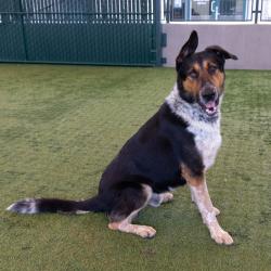 Shelter Stray Male Dog last seen , 361 S Raymond Ave, Pasadena, CA 91105, USA