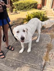 Found/Stray Female Dog last seen Rancho mirage/ caliza, San Antonio, TX 78259