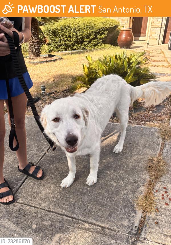 Found/Stray Female Dog last seen Rancho mirage/ caliza, San Antonio, TX 78259