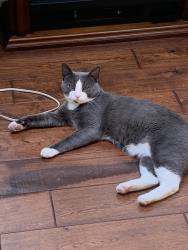 Lost Male Cat last seen N. Hamilton Street, Doylestown, PA 18901, Doylestown, PA 18901