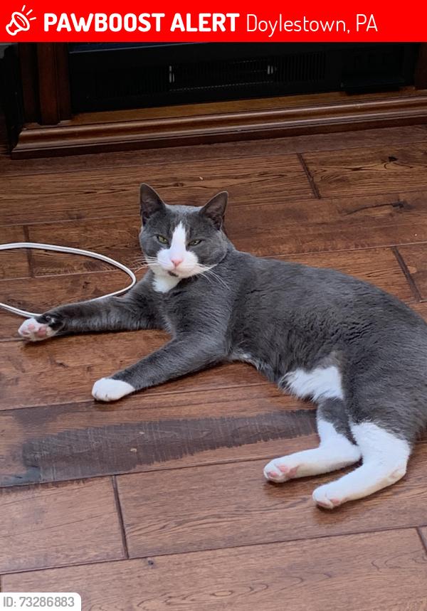 Lost Male Cat last seen N. Hamilton Street, Doylestown, PA 18901, Doylestown, PA 18901