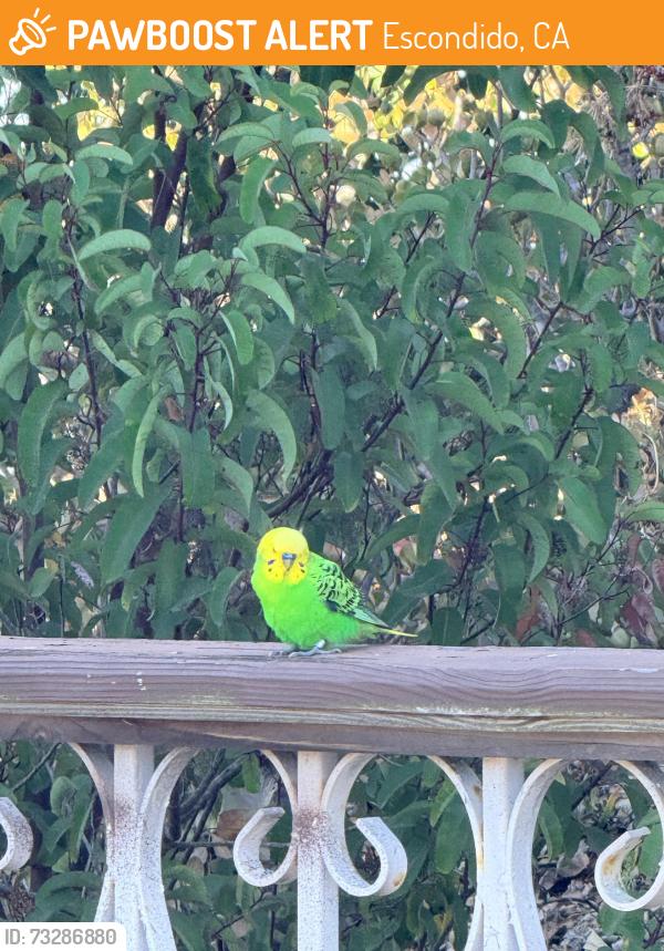 Found/Stray Unknown Bird last seen Nutmeg, Escondido, CA 92026