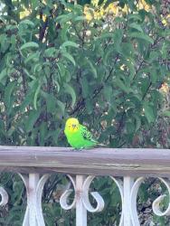 Found/Stray Unknown Bird last seen Nutmeg, Escondido, CA 92026