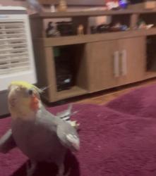 Lost Male Bird last seen Próximo regional do gás esquina com A nível gabrich, Palmital, MG 33145-000