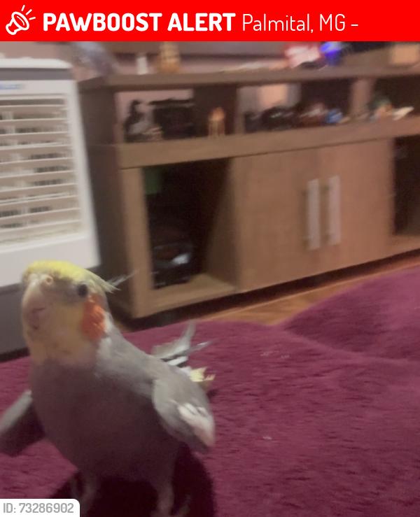 Lost Male Bird last seen Próximo regional do gás esquina com A nível gabrich, Palmital, MG 33145-000