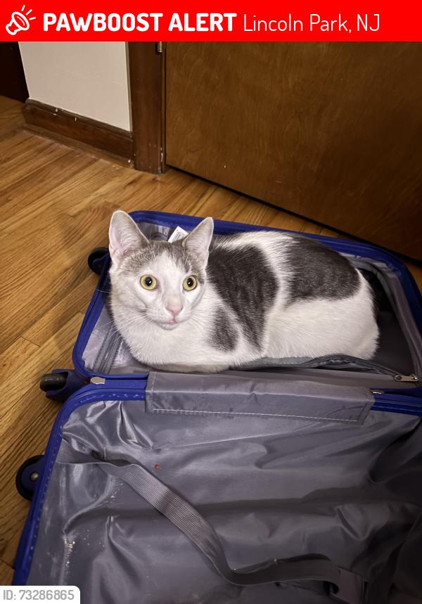Lost Male Cat last seen Colby act, Lincoln Park, NJ 07035