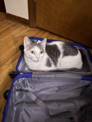 Lost Male Cat last seen Colby act, Lincoln Park, NJ 07035