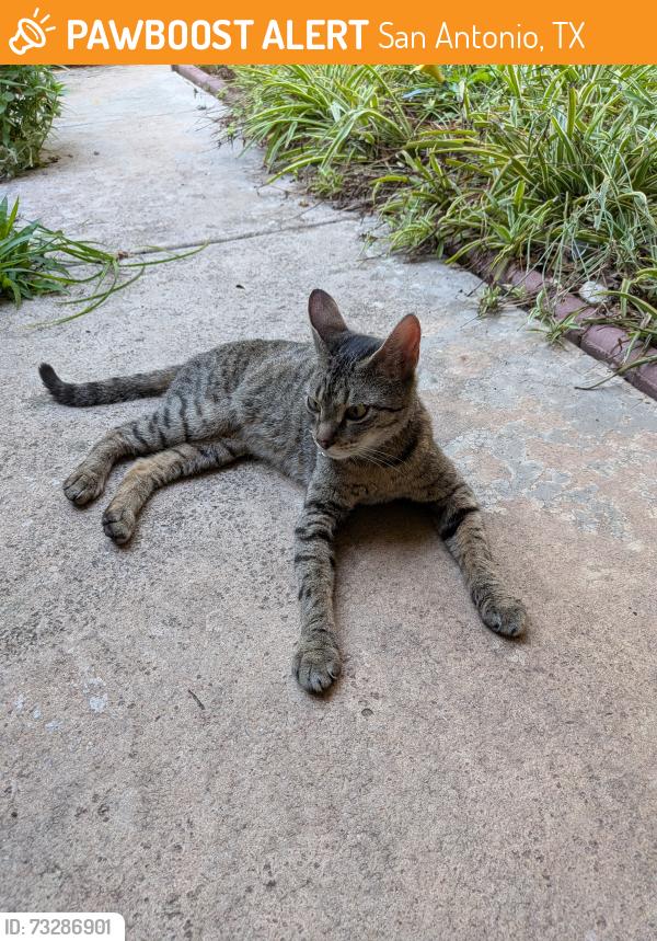 Found/Stray Female Cat last seen Near and Nacogdoches, San Antonio, TX 78217