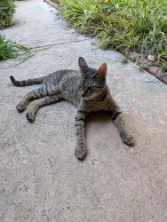 Found/Stray Female Cat last seen Near and Nacogdoches, San Antonio, TX 78217