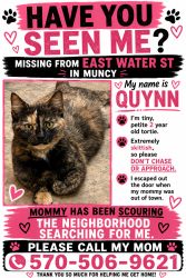 Lost Female Cat last seen Near East Water St Muncy, Muncy, PA 17756