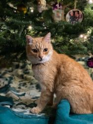 Lost Male Cat last seen Corner of Dow and Hawkins Streets, Redondo Beach, Redondo Beach, CA 90278