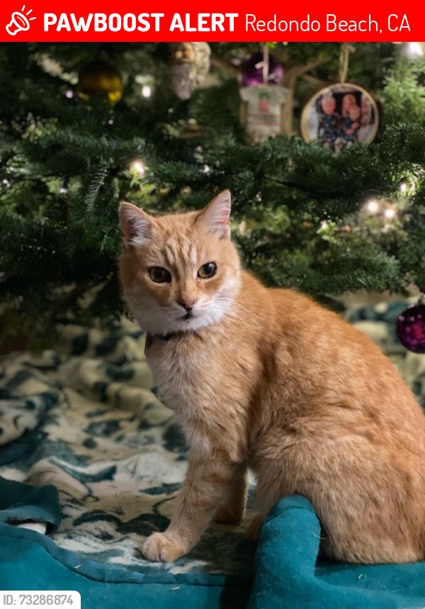 Lost Male Cat last seen Corner of Dow and Hawkins Streets, Redondo Beach, Redondo Beach, CA 90278