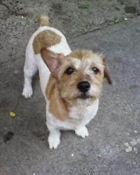 Reunited Female Dog last seen El Camino and Lexiington, Sacramento, CA 95815