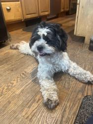 Reunited Female Dog last seen South Ocean Ave, Patchogue, NY 11772