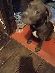 Lost Male Dog last seen Baker rd close to tillery, Grovetown, GA 30813