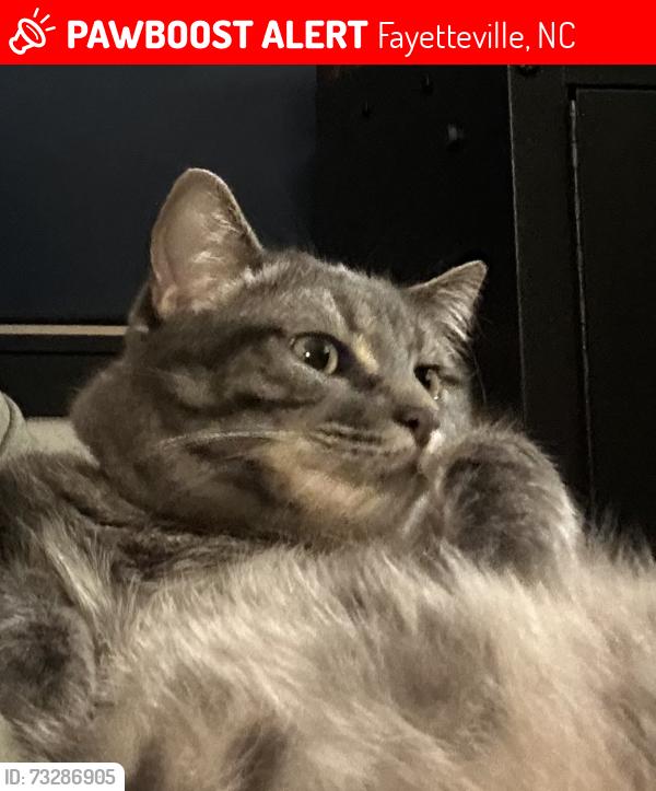 Lost Female Cat last seen Gates Four neighborhood, Fayetteville, NC 28305