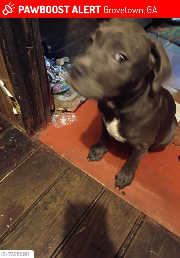 Lost Male Dog last seen Baker rd close to tillery, Grovetown, GA 30813
