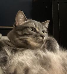 Lost Female Cat last seen Gates Four neighborhood, Fayetteville, NC 28305