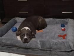 Lost Female Dog last seen Near Atlantic Blvd/NW 16th Ave, Pompano Beach, FL 33069