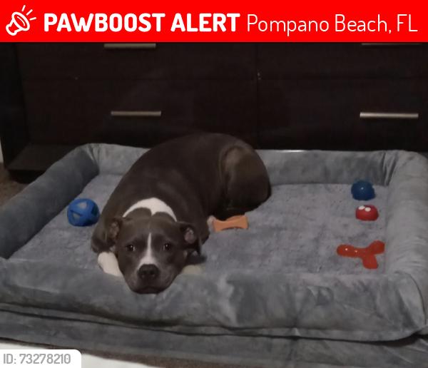 Lost Female Dog last seen Near Atlantic Blvd/NW 16th Ave, Pompano Beach, FL 33069