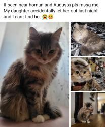 Reunited Female Cat last seen Drake and Augusta, Chicago, IL 60651
