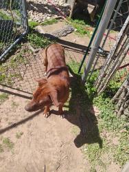 Reunited Female Dog last seen Etowah, Noble, OK 73068