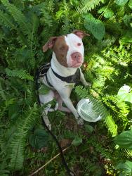 Found/Stray Male Dog last seen Near and Michigan Kissimmee, Kissimmee, FL 34744