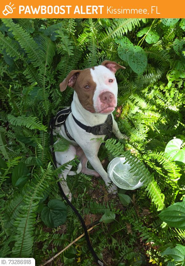Found/Stray Male Dog last seen Near and Michigan Kissimmee, Kissimmee, FL 34744