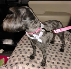 Reunited Female Dog last seen Cupples and Thompson, San Antonio, TX 78226