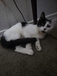 Found/Stray Female Cat last seen Van buren, Goodyear, AZ 85338