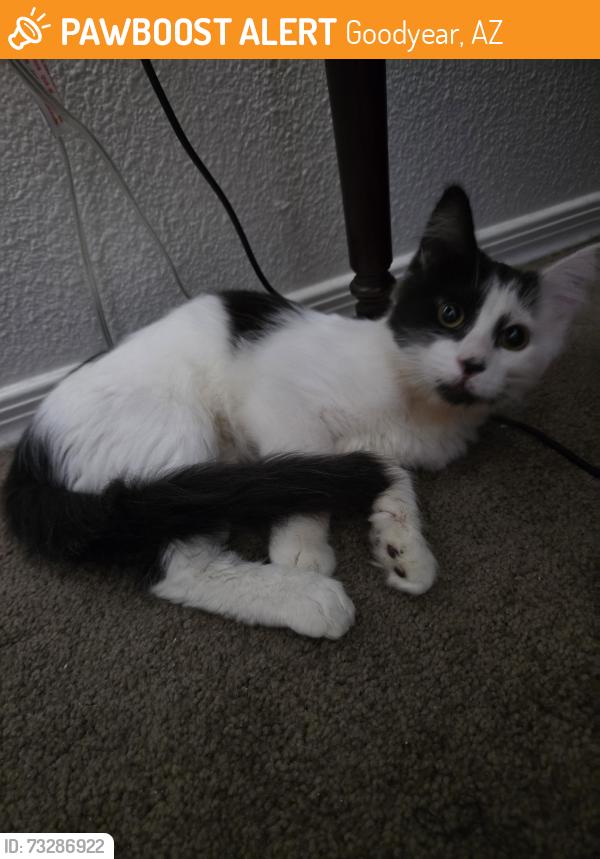 Found/Stray Female Cat last seen Van buren, Goodyear, AZ 85338